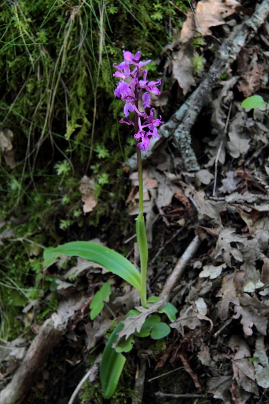 Orchidea al PNFC: quale specie?